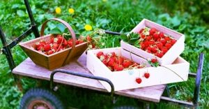 いちご狩り 奈良県 おすすめ農園6選 予約なし 人気のブランド苺が食べれる トレンドインフォメーション